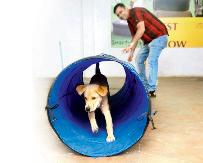 A dog owner during a training session