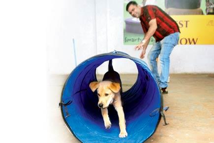 TLC for Mumbai's pets