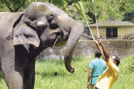 World Elephant Day: Saving the magnificent animal