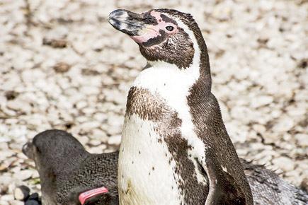 Byculla Zoo to get six penguins for Rs 2.5 crore