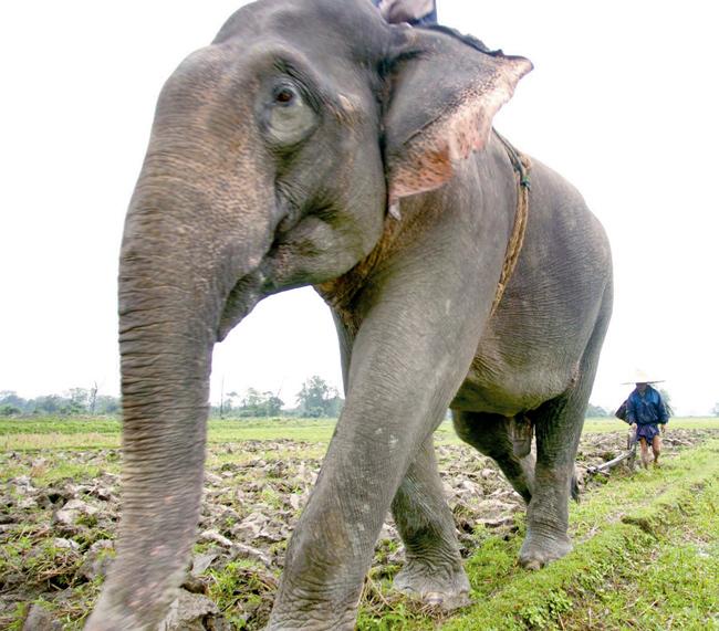 An Indian elephant