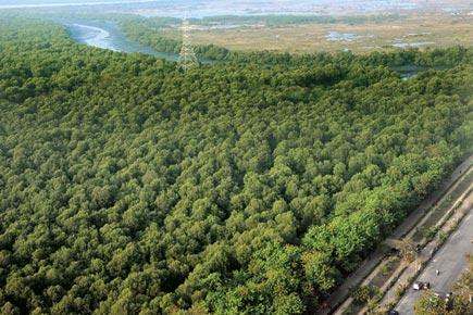BMC's Tree Authority wants control of mangroves