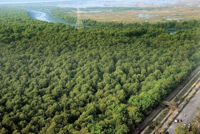 BMC has received proposals to maintain mangroves in the past, but the forest department controls them. File pic
