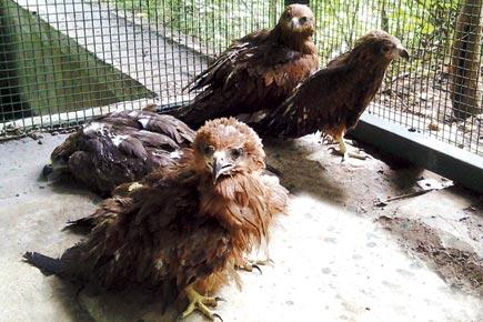 Rescued animals finally get a rehab centre at Karnala