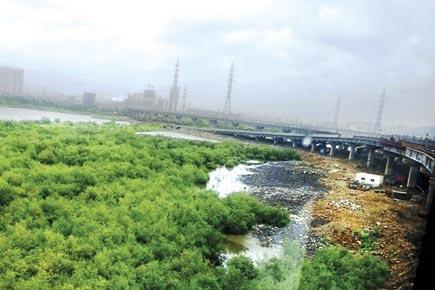 Is the land mafia gobbling up Mumbai's mangrove cover?