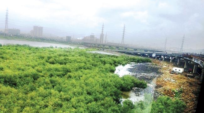 The mangrove cover below the Eastern Freeway between Sewri and Wadala is systematically being reduced