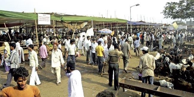 Mumbai’s biggest slaughterhouse lies in Deonar. File pic