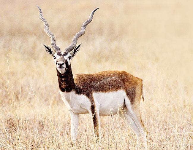 A male blackbuck with his distinct, painted face and spiral antlers, in Velavadar. PICS/C GANGADHaRAN MENON