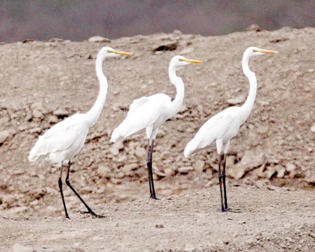 A trio of stately egrets