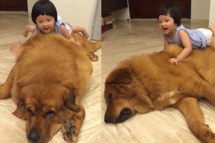 Little girl playing with a massive dog