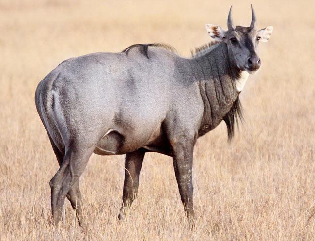 Male nilgai, the largest Indian antelope