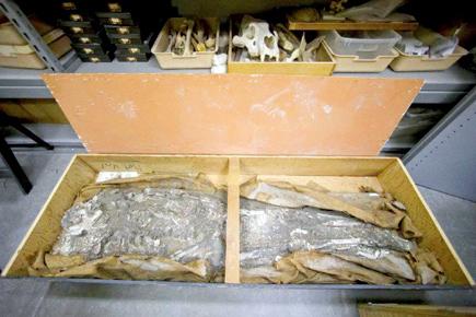 Museum to display 6,500-year-old human skeleton