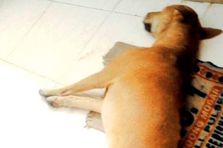 Residents of Virar society poured acid on dog to kill it: Animal lover