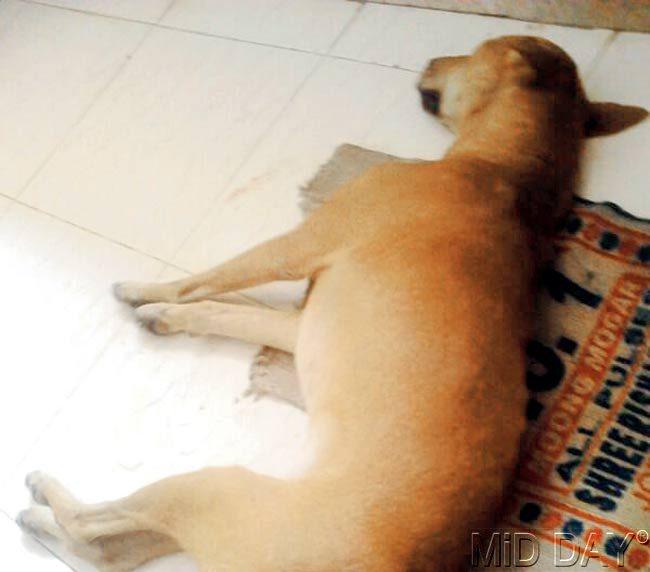 One of the stray dogs who was injured. Pics/Kaushik Thanekar