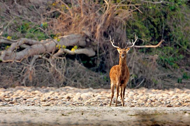 Swamp Deer or Barasingha The male deers of this species boast of 5/6-tined antlers and can grow up to 10 to 12 tines. The full antler development takes up to three years.