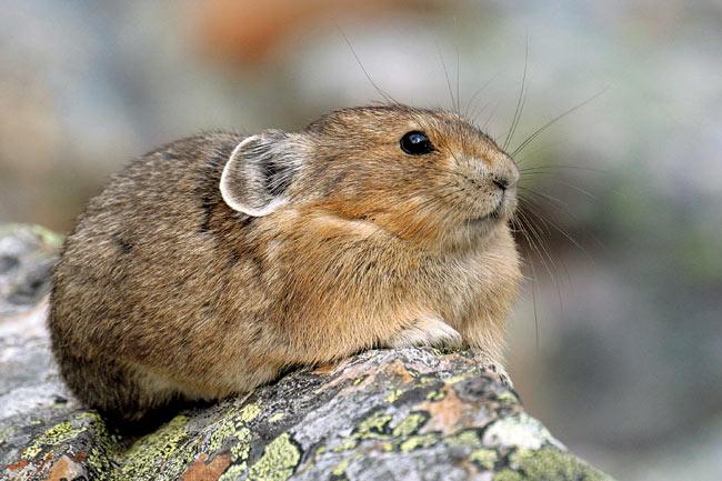 Hares, rabbits and Pikas are medium-sized herbivores forming the order Lagomorpha