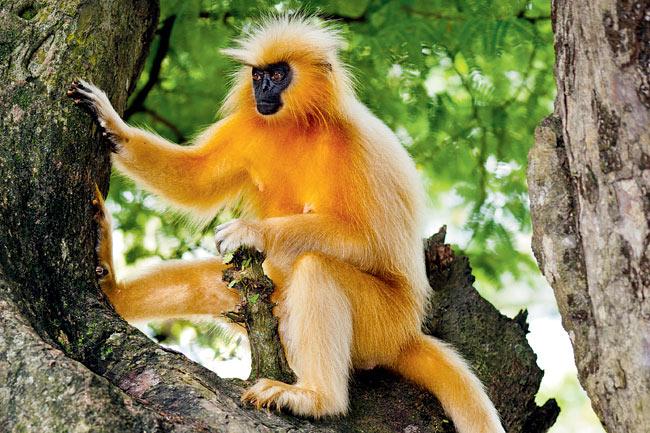 The Golden Langur is considered to be the most beautiful Indian monkey and has been the flag-bearer of Indian langurs, since the time it was discovered in 1956
