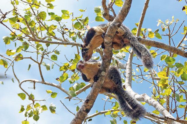 There are four species of Giant squirrels in South and South-east Asia of which three are found in India. They are the largest squirrels in the world.