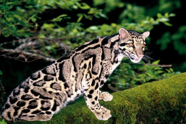The Indo-Chinese Clouded Leopard is the smallest of the big cats in India