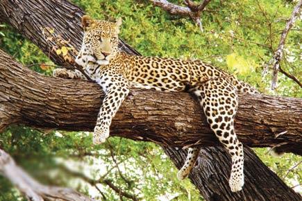 Give us leopards, take any animal you want: Byculla zoo to SGNP