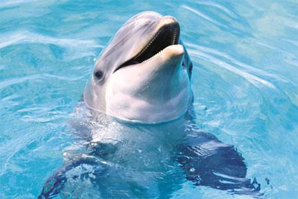 Dams imperil endangered Indus river dolphins