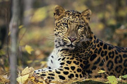 Leopard dies in accident in West Bengal
