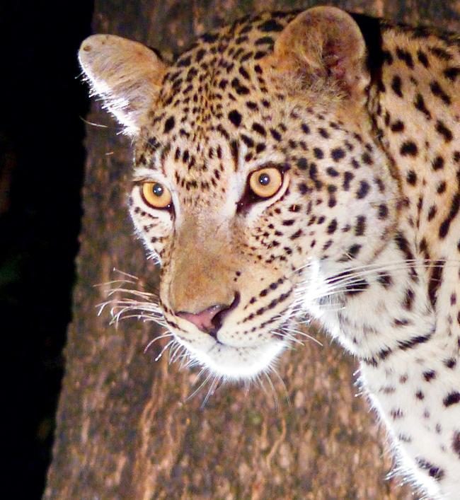 leopard