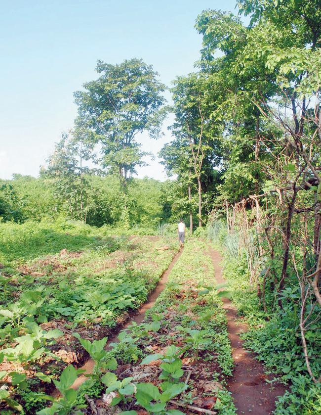 A vegetable bed. 