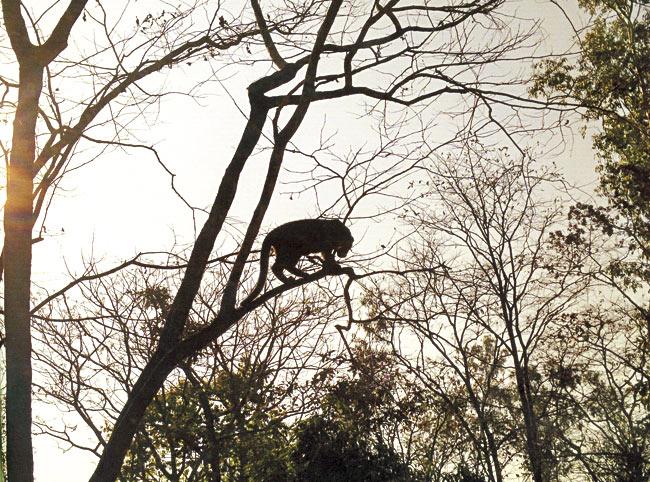 The photographer stumbled upon the leopard (l) and below high on a forest tree on a hot summer evening in the Karjat area in the foothills of the Sahyadri Hills