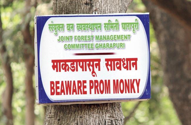 A case of monkeying around with the English language!