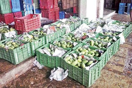 Dasheri mangoes in short supply as farmers avoid Mumbai