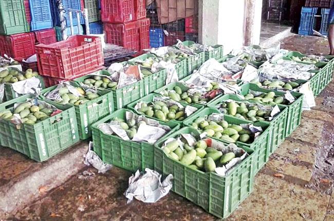 During the season, around 25 to 30 trucks bring in mangoes to the APMC market every day, a number which has now dwindled to just three or four trucks a day. File pic