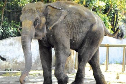 Elephant calf drowns in West Bengal