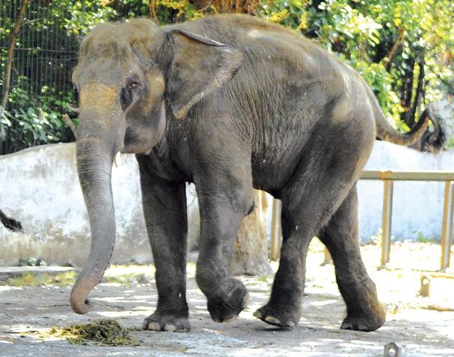 The zoo has two elephants Anarkali and Laxmi. File pic