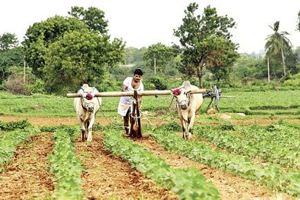 Lack of rains renders 15 lakh hectares of cotton fields in state useless