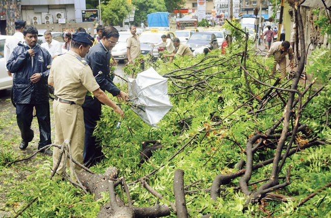 Fire brigade officials clearing the branches of the tree that was collapsed at Kemps’ Corner yesterday. Pics/Nimesh Dave, Bipin Kokate