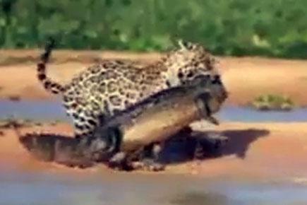 Caught on camera: Jaguar hunts crocodile
