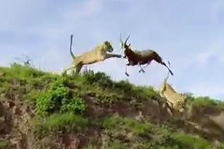 Caught on camera: Lion catches antelope in mid-air attack