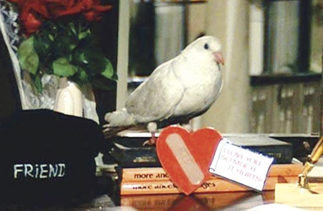 Handsome, the pigeon in Maine Pyar Kiya, made hearts go aflutter