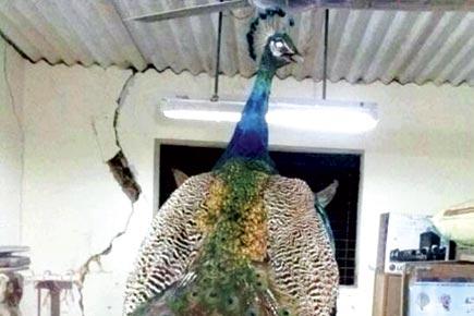 Maharashtra Governor to preserve peacock which died at Raj Bhavan