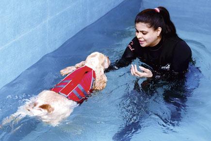 Pool party for your pets