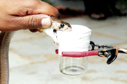 Snake venom seized by BSF in Bengal