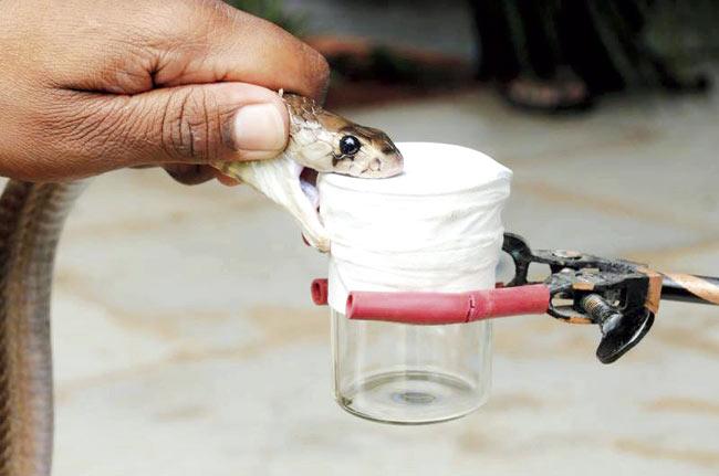In India, 2.5 lakh snakebites are reported annually, that cause around 35,000-50,000 deaths. Of this, 2,000 deaths are caused in the state itself. The demand for ASVs is 70-80 lakh vials of 200 ml bottles each, whereas the actual supply is only around 20-25 lakh