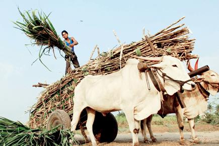 One injured as farmers clash over weighing of sugarcane