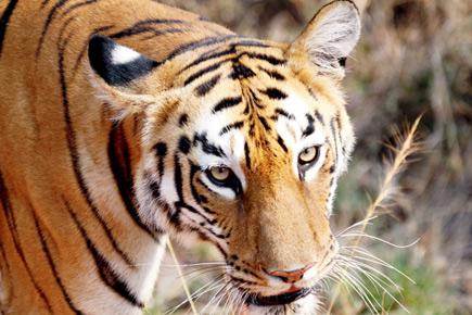 Maharashtra gets its sixth tiger reserve in Wardha