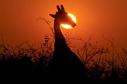 Jungle jive in Zambia