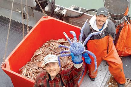 Rare blue-coloured crab discovered in Alaska