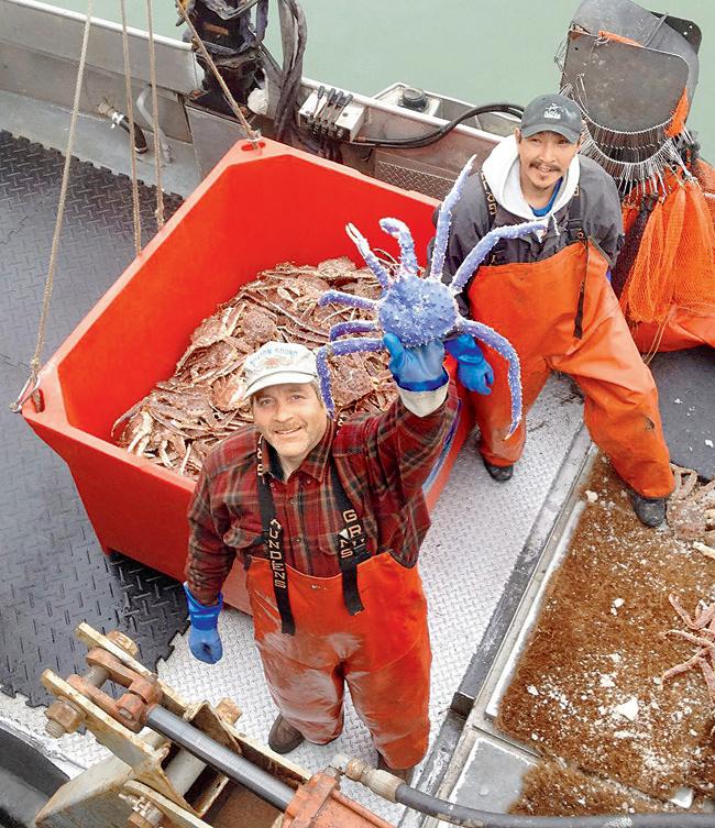 blue-coloured red king crab