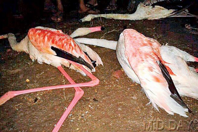 3 flamingoes found dead in Kelve beach