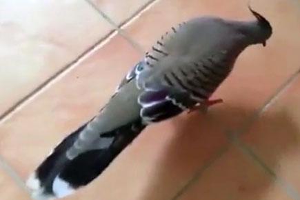 Flirty pigeon tries to seduce woman